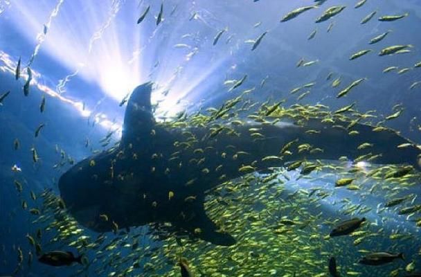 水族馆有些什么动物（水族馆中可能见到的一些动物） 水族馆百科（水族馆加盟） 第3张