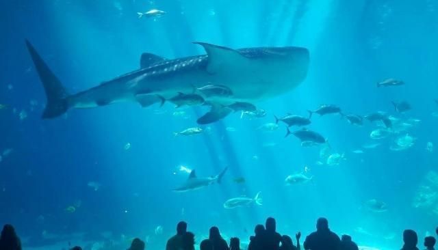 水族馆有些什么动物（水族馆中可能见到的一些动物） 水族馆百科（水族馆加盟） 第5张