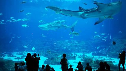 水族馆在哪里（上海海底世界门票价格） 水族馆百科（水族馆加盟） 第4张