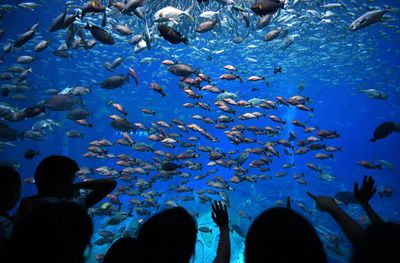 水族馆在哪里（上海海底世界门票价格） 水族馆百科（水族馆加盟） 第5张