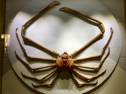 青岛水族馆简介（青岛水族馆的教育活动有哪些） 水族馆百科（水族馆加盟） 第5张