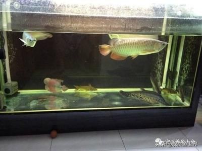 金龙鱼4l（金龙鱼4l家庭使用指南） 水族问答 第1张