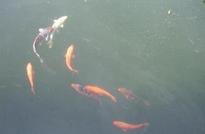 水族馆生意好做吗赚钱吗现在（水族馆生意是否好做以及能否盈利） 水族馆百科（水族馆加盟） 第3张