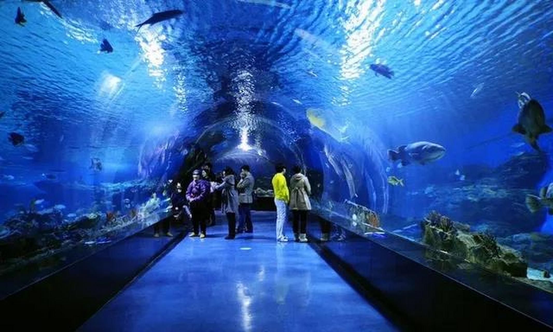 水族馆开门了吗现在（上海海洋水族馆全年对外开放具体开放时间为5:30） 水族馆百科（水族馆加盟） 第4张