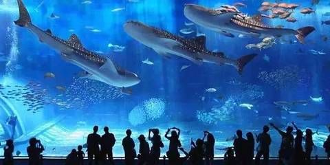 想开一家水族馆（如何成功开设一家水族馆市场调研水族馆市场的成功要素） 水族馆百科（水族馆加盟） 第4张