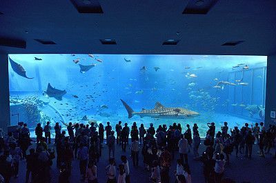 想开一家水族馆（如何成功开设一家水族馆市场调研水族馆市场的成功要素） 水族馆百科（水族馆加盟） 第5张