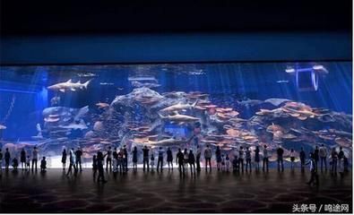 水族馆属于什么行业（2021-2026年中国水族馆行业投资回报率分析） 水族馆百科（水族馆加盟） 第4张