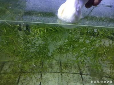 黑银龙鱼价格（如何判断黑银龙鱼的价格？） 水族问答 第1张