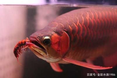 黑银龙鱼价格（如何判断黑银龙鱼的价格？） 水族问答 第2张