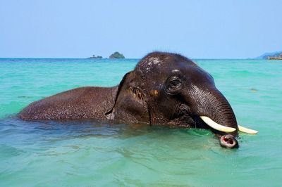 祥龙水族护理水（祥龙水族护理水是一种专为水族馆和水族爱好者设计的产品） 龙鱼百科 第4张