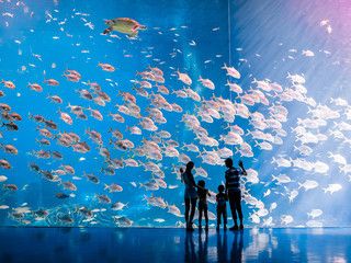 关于水族馆的作文450字左右（《水族馆之行》水族馆是一个既能娱乐又能学习的好地方） 水族馆百科（水族馆加盟） 第4张