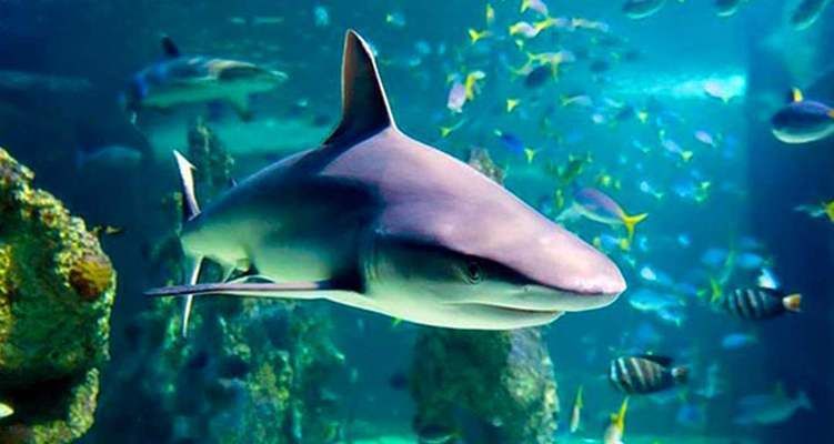 水族馆里面有啥（世界最大水族馆排名，青岛水族馆特色展览介绍） 水族馆百科（水族馆加盟） 第2张