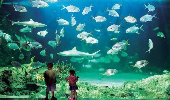 水族馆里面有啥（世界最大水族馆排名，青岛水族馆特色展览介绍） 水族馆百科（水族馆加盟） 第4张