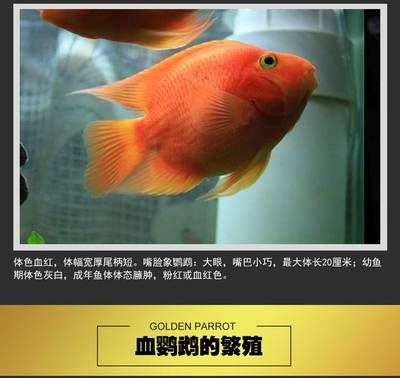 成都龙鱼市场营业时间查询（成都水族市场营业时间查询） 水族问答 第2张