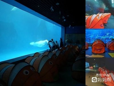 国内水族馆推荐（上海海洋水族馆亲子游玩攻略） 水族馆百科（水族馆加盟） 第3张