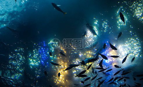 水族馆背景配图（水族馆背景配图的设计原则）