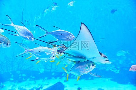 水族馆背景配图（水族馆背景配图的设计原则）