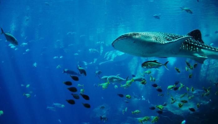 水族馆背景配图（水族馆背景配图的设计原则） 水族馆百科（水族馆加盟） 第4张