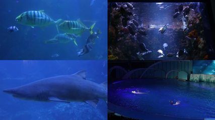 水族馆里面有什么生物（《和平精英》水族馆中常见的海洋哺乳动物包括海豚、虎鲸、伪虎鲸） 水族馆百科（水族馆加盟） 第3张