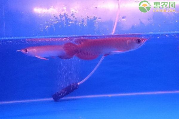 专业定做鱼缸观赏鱼首选龙鱼世家水族馆（龙鱼世家水族馆提供的鱼缸定制服务包括哪些特点） 水族问答 第1张