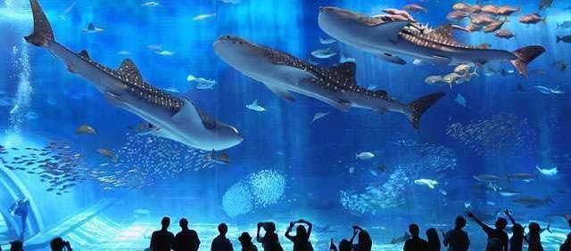 水族馆建造费用（建造一个水族馆不仅需要考虑投资成本，还需要考虑长期运营和维护） 水族馆百科（水族馆加盟） 第3张