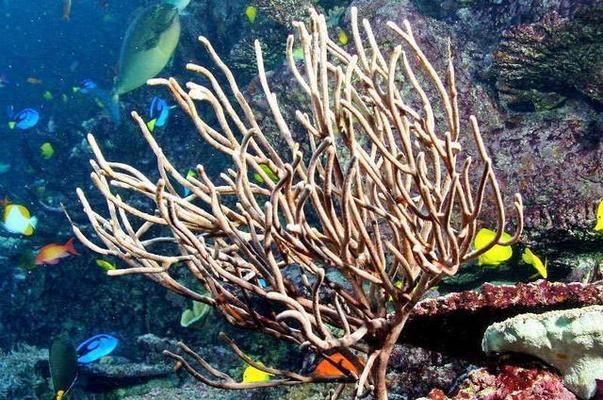 水族馆建造费用（建造一个水族馆不仅需要考虑投资成本，还需要考虑长期运营和维护） 水族馆百科（水族馆加盟） 第1张