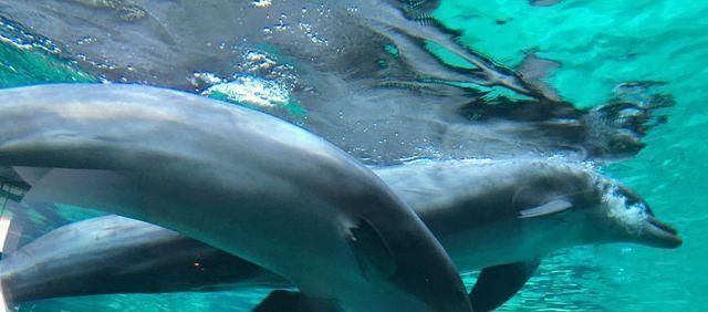 水族馆建造费用（建造一个水族馆不仅需要考虑投资成本，还需要考虑长期运营和维护） 水族馆百科（水族馆加盟） 第4张