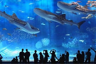 世界著名水族馆（世界著名水族馆介绍） 水族馆百科（水族馆加盟） 第5张