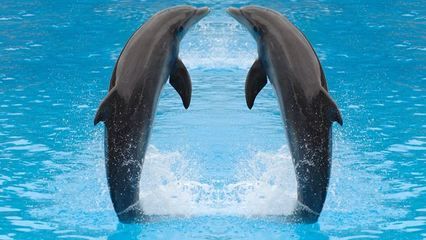 开一家水族馆需要些什么东西和手续呢（开一家水族馆需要什么材料） 水族馆百科（水族馆加盟） 第3张