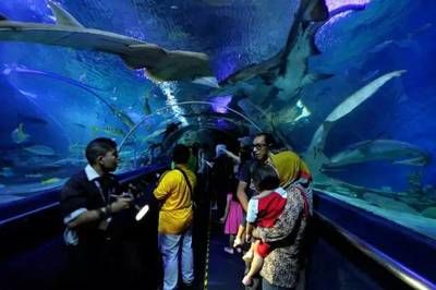 开一家水族馆做什么准备好（开一家水族馆需要准备什么） 水族馆百科（水族馆加盟） 第4张