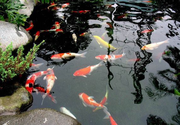 开个水族馆破解版下载（开个水族馆游戏攻略） 水族馆百科（水族馆加盟） 第1张