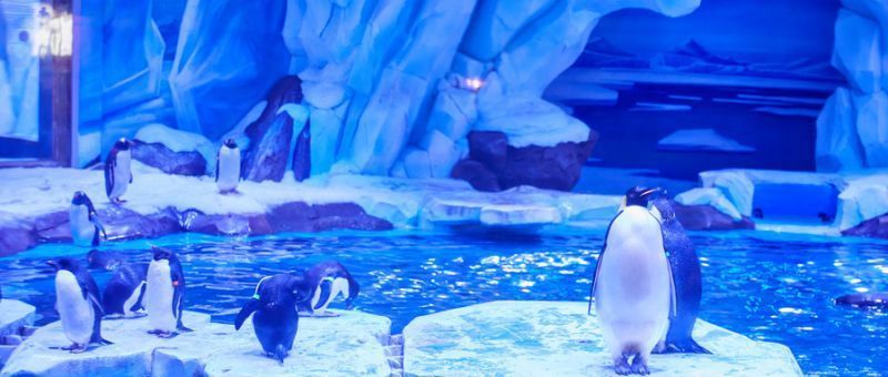 水族馆哪里的比较好（上海海洋水族馆） 水族馆百科（水族馆加盟） 第3张