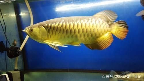 雷龙鱼饲料鱼（关于雷龙鱼饲料鱼的一些问题） 水族问答 第2张