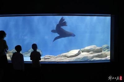 水族馆都卖什么（水族箱造景比赛报名方式水族馆会员服务有哪些） 水族馆百科（水族馆加盟） 第1张