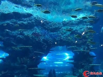 水族馆都卖什么（水族箱造景比赛报名方式水族馆会员服务有哪些） 水族馆百科（水族馆加盟） 第4张