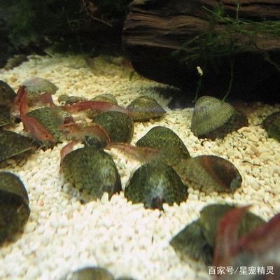 水族馆鱼缸加热系统设计（水族馆鱼缸加热系统的设计） 水族馆百科（水族馆加盟） 第1张