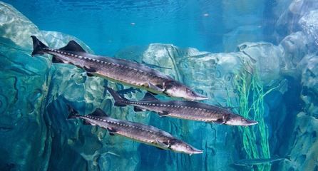 水族馆 鱼类（上海海洋水族馆中常见的水族馆鱼类及其详细介绍） 水族馆百科（水族馆加盟） 第5张