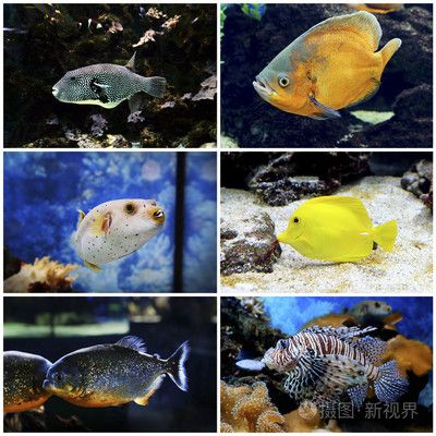 水族馆鱼类介绍大全图片视频（上海海洋水族馆鱼类介绍大全水族馆鱼类高清图片视频详解） 水族馆百科（水族馆加盟） 第5张