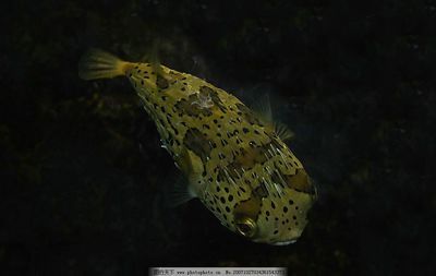 水族馆里100种动物名称介绍（水族馆里100种动物名称的详细介绍） 水族馆百科（水族馆加盟） 第2张