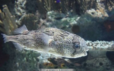 水族馆里100种动物名称介绍（水族馆里100种动物名称的详细介绍） 水族馆百科（水族馆加盟） 第5张