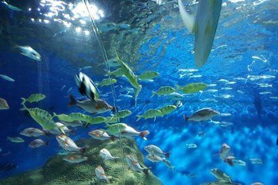 中国水族馆排名（中国水族馆排名，北京海洋馆位居榜首） 水族馆百科（水族馆加盟） 第2张