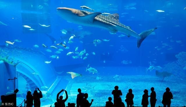 中国水族馆排名（中国水族馆排名，北京海洋馆位居榜首） 水族馆百科（水族馆加盟） 第1张