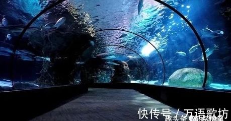 中国水族馆排名（中国水族馆排名，北京海洋馆位居榜首） 水族馆百科（水族馆加盟） 第3张