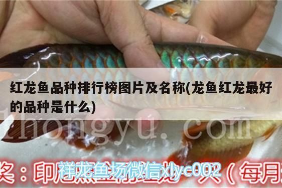 红龙鱼排行榜前十名品种（红龙鱼排行榜） 龙鱼百科 第3张