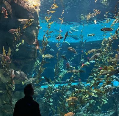 开一家水族馆要收多少税费（开一家水族馆需要支付的税费包括营业执照费、卫生许可证费等） 水族馆百科（水族馆加盟） 第4张