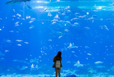 开一家水族馆需要些什么东西呢英语（开设一家水族馆需要准备一系列设备和物品） 水族馆百科（水族馆加盟） 第4张