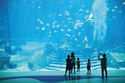 水族馆算什么行业类别（水族馆动物保护成功故事） 水族馆百科（水族馆加盟） 第1张