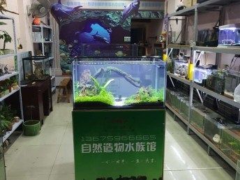 水族馆店里买什么花合适图片（适合在水族馆购买的植物有哪些） 水族馆百科（水族馆加盟） 第4张