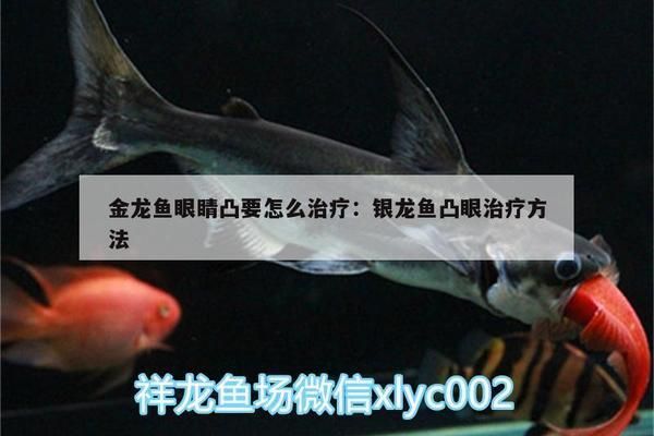 金龙鱼凸眼病怎么治疗（金龙鱼凸眼病如何治疗） 龙鱼百科 第2张