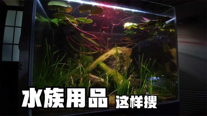 水族馆去哪里拿货便宜（成都天华农副产品批发市场） 水族馆百科（水族馆加盟） 第2张